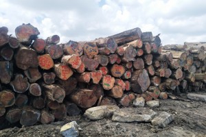 哥斯达黎加进口柏木原木原产地直销