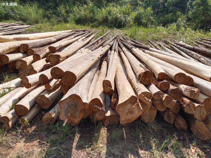 产地大量供应杉木原木