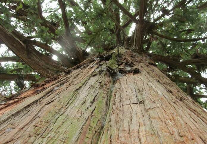 香杉木是速生丰产树种和长寿巨大树种