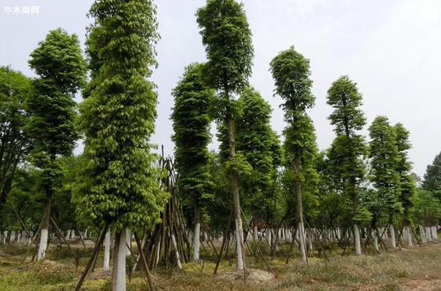 金丝楠木树种植方法介绍