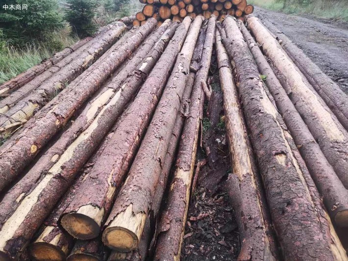 兰州新区口岸经济再发力进口木材加工项目正式投产