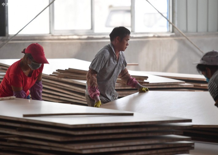 在广西鹿寨县广西桂中现代林业科技产业园一家林木加工企业，林福秀在生产线上作业
