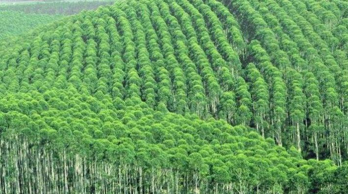 中国约占巴西南马托格罗索木材产品出口的60%