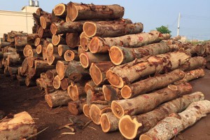 铁刀木的故事传说「中木商网」台湾巧雅国际木业行嘉善联美贸易有限公司 