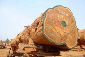 千余吨白俄罗斯木材抵达东莞