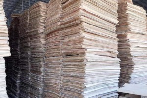 杨木单板和杨木木皮生产厂家报价