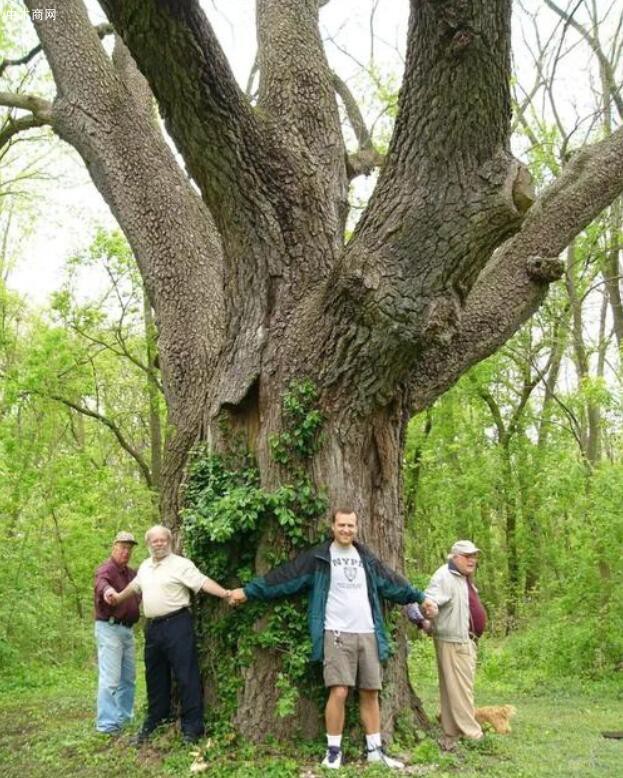 美国黑胡桃木树