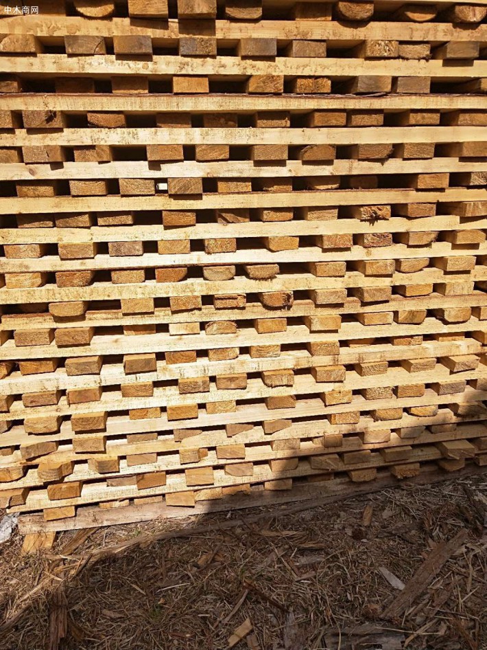 大量杉木锯木厂视频