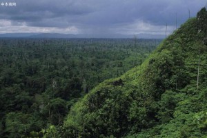 印度尼西亚总统宣布永久停止砍伐原始林