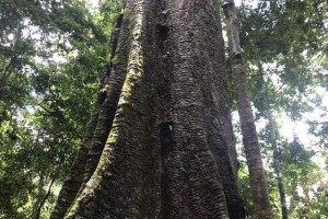 巴花大板纹理这样鉴赏才有感觉