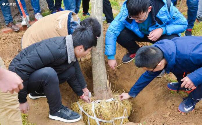 图为正在解除草绳的银杏树