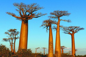 猴面包树，马达加斯加国宝