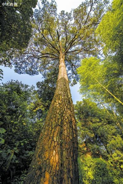 大山脊梁：马尾松和黄山松均为中木商网陈昌文国兄弟松