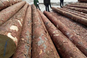 俄自然资源部长建议设立俄中木材交易所
