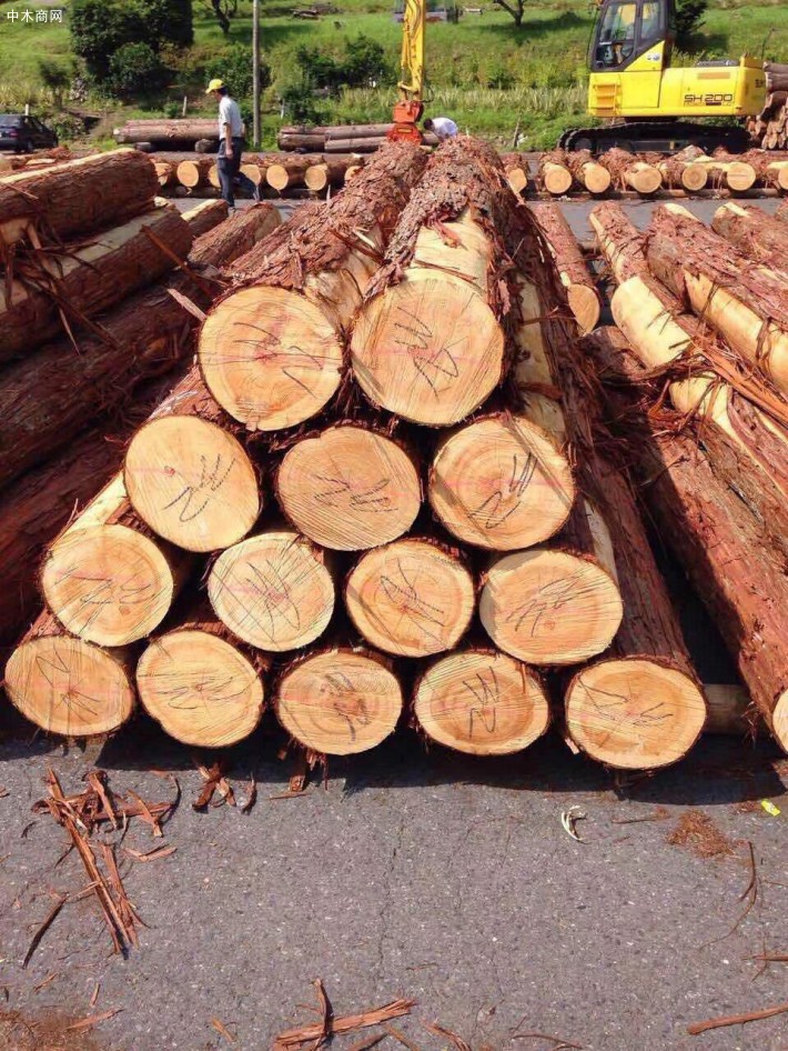 日本檜木刨切原木30公分以上