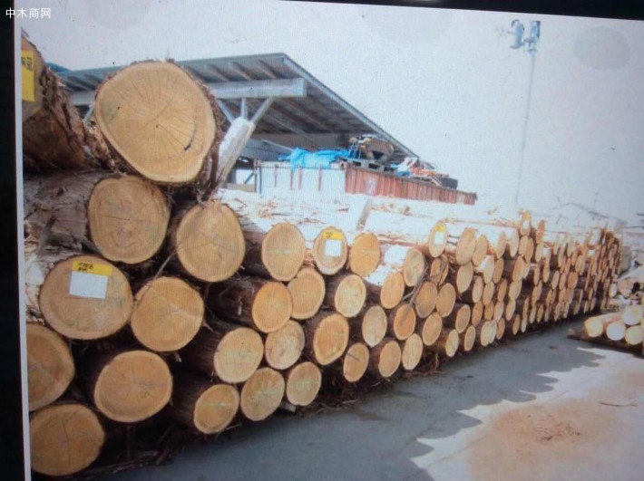 日本檜木刨切原木价格