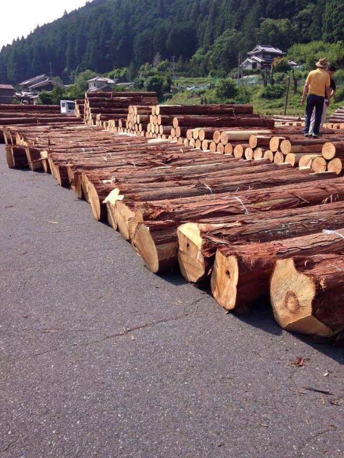 日本檜木刨切原木图片