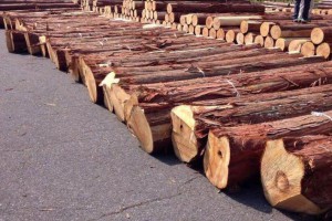 日本檜木刨切原木30公分以上