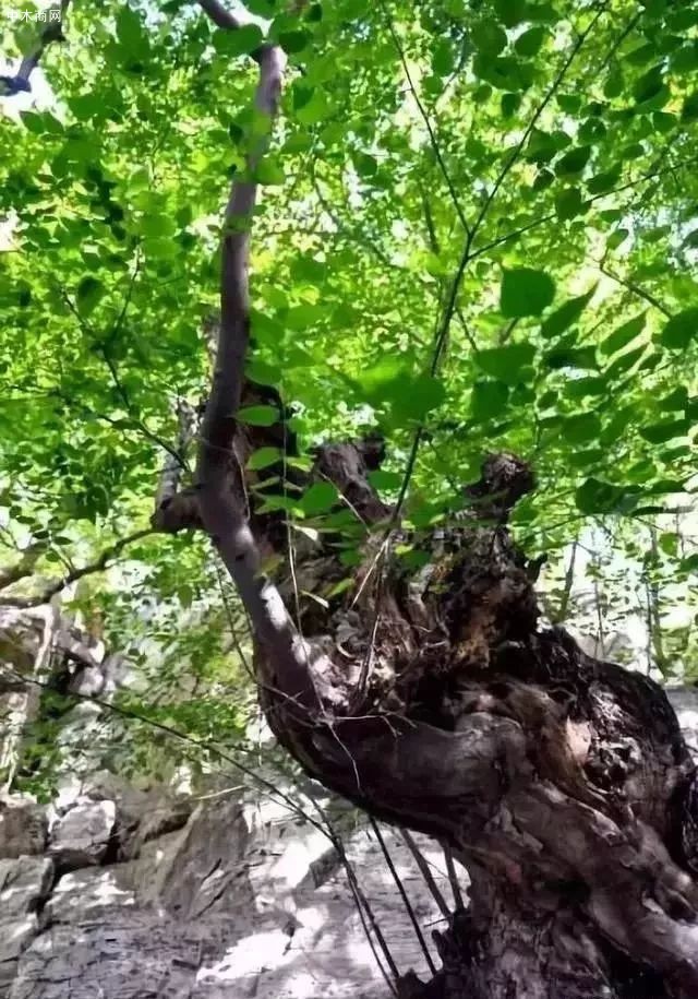 青檀