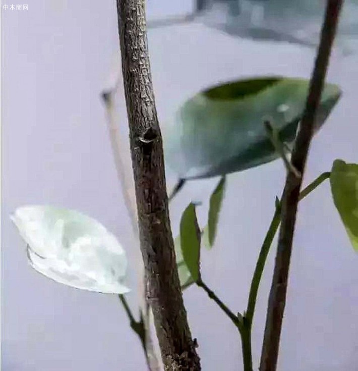 印度南部安德拉邦檀香紫檀树