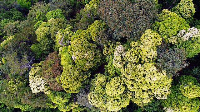 我国科学家成功破译亚热带森林生物多样性维持“密码”