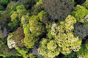 我国科学家成功破译亚热带森林生物多样性维持“密码”