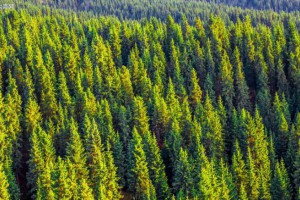 针叶林和阔叶林木材的五类划分