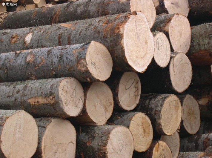 我国木材盗伐的法律责任