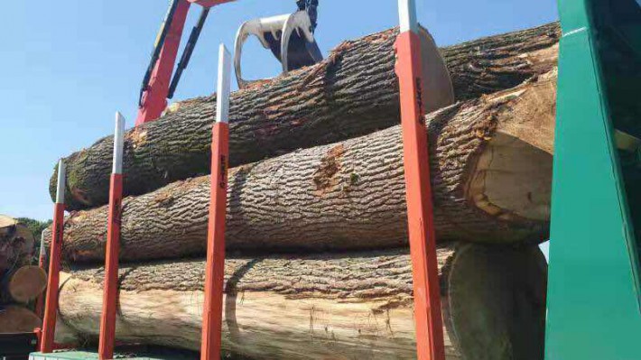 欧洲白腊木原木的缺点