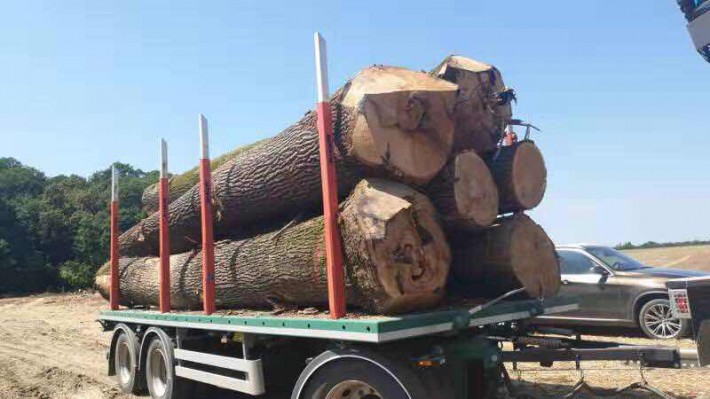 欧洲白腊木原木价格一般多少钱