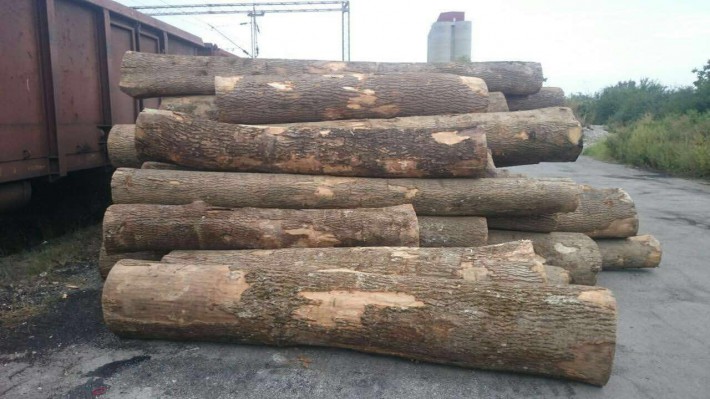欧洲白腊木原木是什么木欧洲白腊木原木优缺点