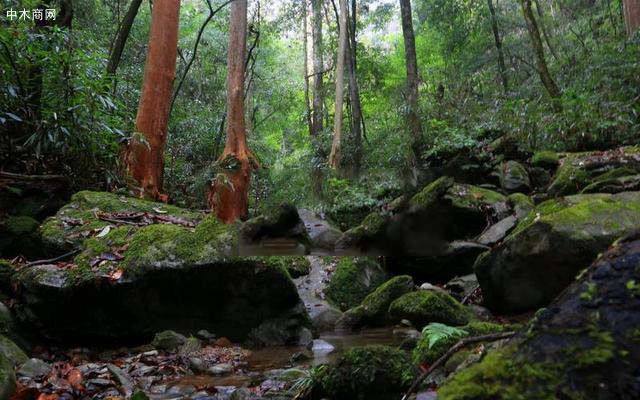 湖南靖州发现500年紫薇古树群落