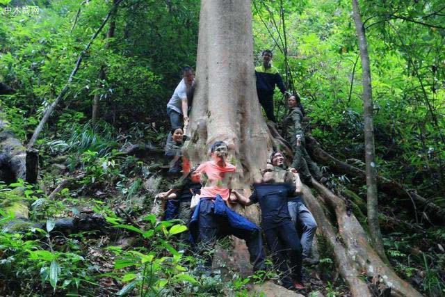 林业工作人员在湖南省靖州苗族侗族自治县排牙山国家森林公园