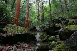 湖南靖州发现500年紫薇古树群落