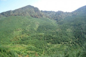 黑龙江累计为国家贡献7亿多立方米木材