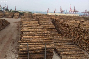 聚焦木业转型：中欧林产品仓转基地依托兰山辐射全国