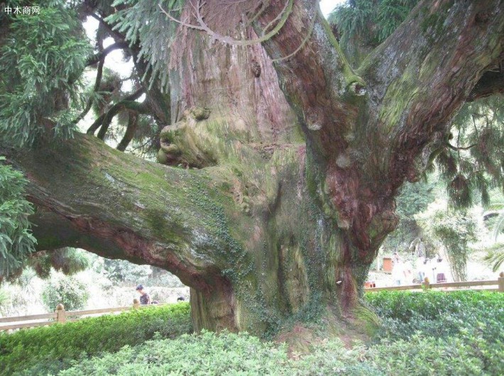 柳杉属裸子植物中的杉科柳杉属