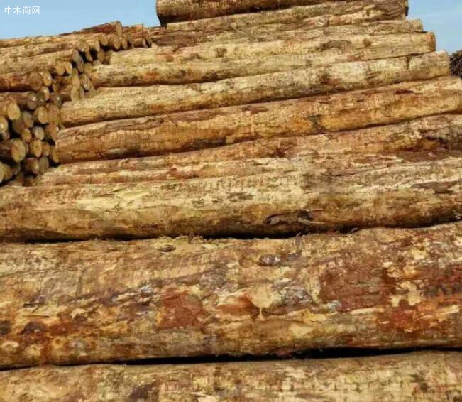 上半年新西兰木材出口额同比劲增16%