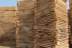 白杨木板材厂家批发价格图2