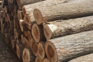 长沙市林业局服务进出口木材企业有“良方”