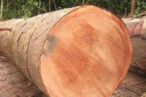 沙比利是一种什么样的木头呢？