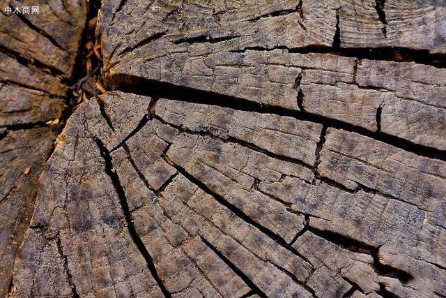 木材为什么开裂，开裂该如何处理