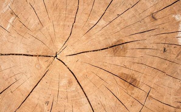 影响木材干燥的因素有哪些