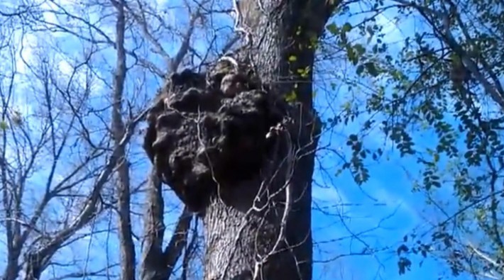国外一男子在野外发现一颗古树上面有个包