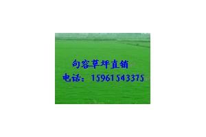草坪，百慕大与黑麦草混播草坪图3