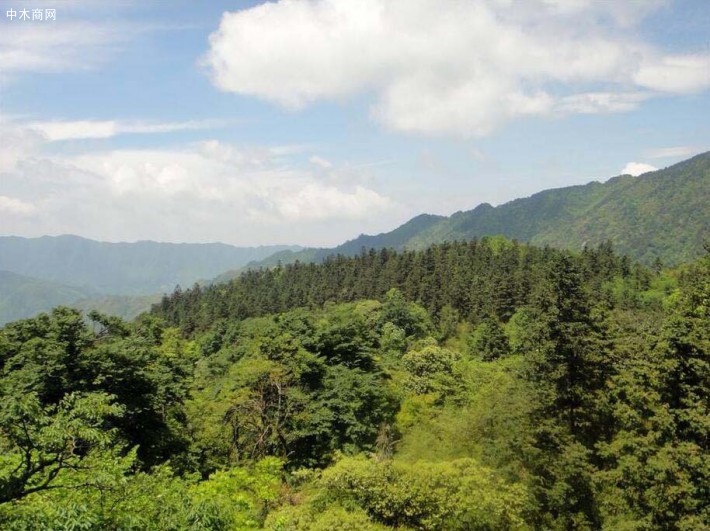 湖南永州五星岭林场：严把源头 强化治超