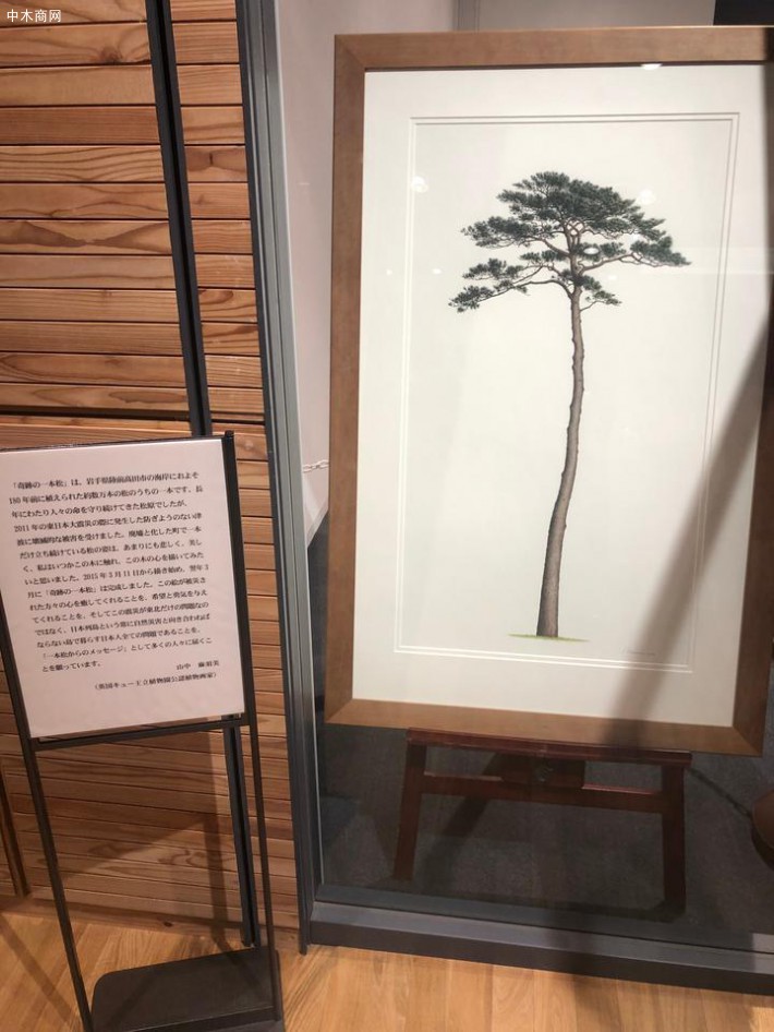 比较让人难以想象的是由7万棵江户时代培育的松树防潮林