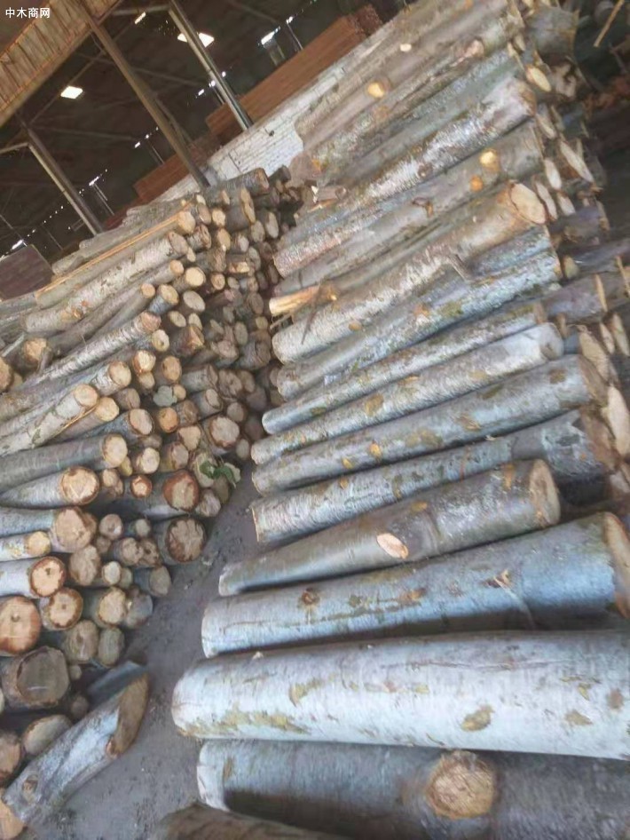 印尼轻木原木源头直供厂家