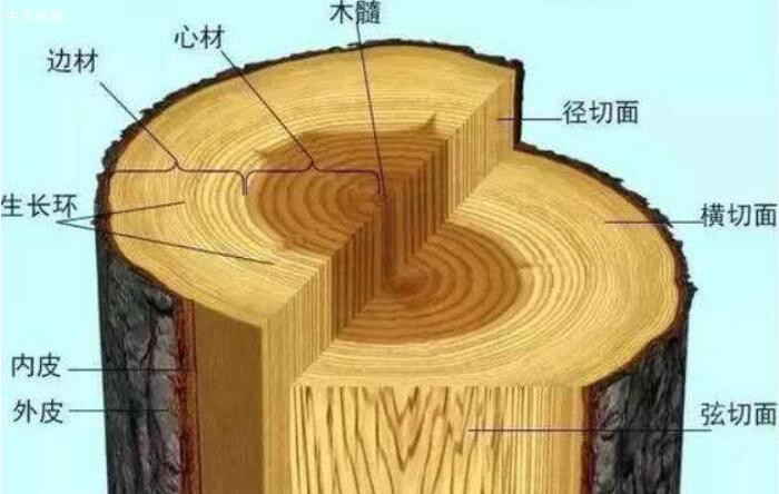 不同树种的木材具有不同的构造
