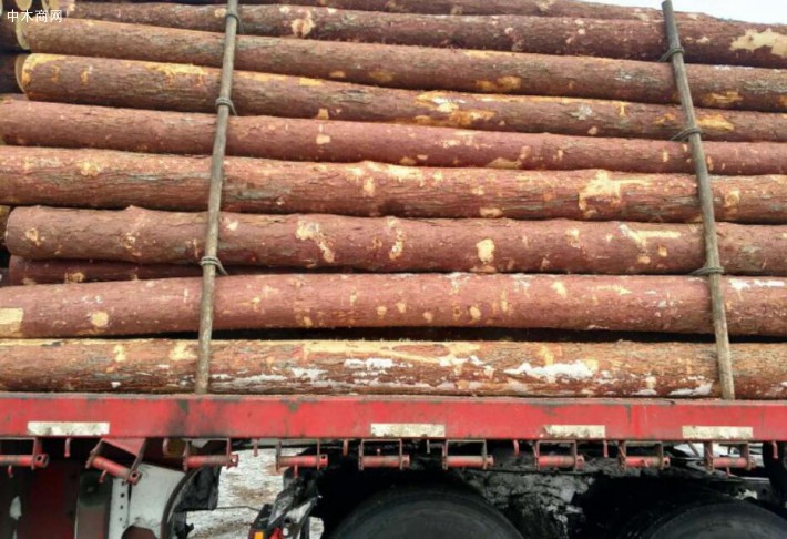 白俄罗斯木材巨头今年前9月出口8900万美元